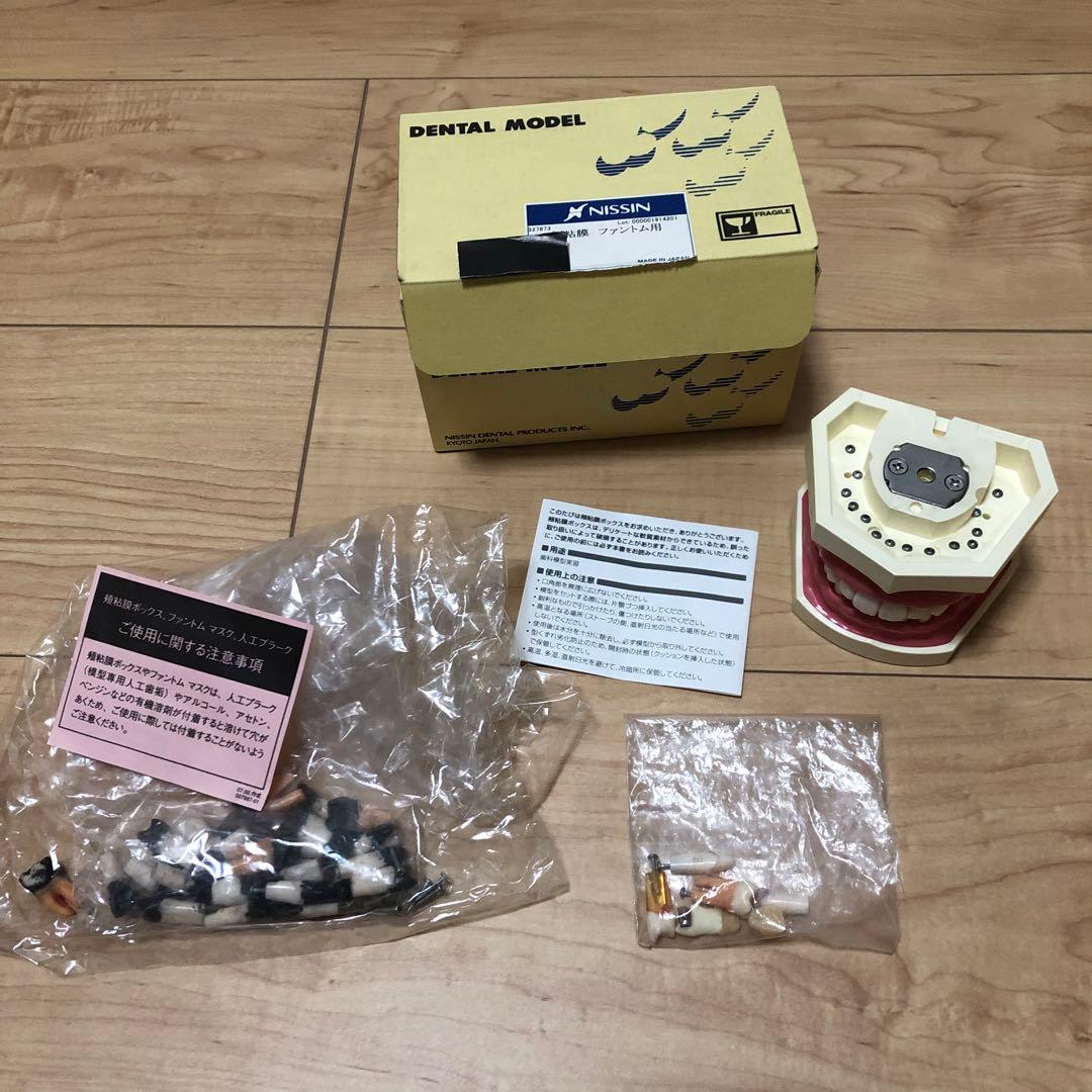 NISSIN ニッシン　顎模型　デンタルモデル　舌模型　粘膜