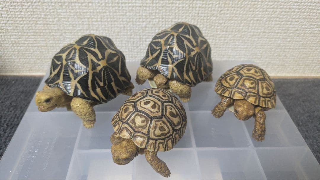 いきもの大図鑑　リクガメ　フィギュア　まとめ　子ガメ　バラ不可