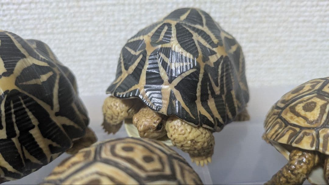 いきもの大図鑑　リクガメ　フィギュア　まとめ　子ガメ　バラ不可