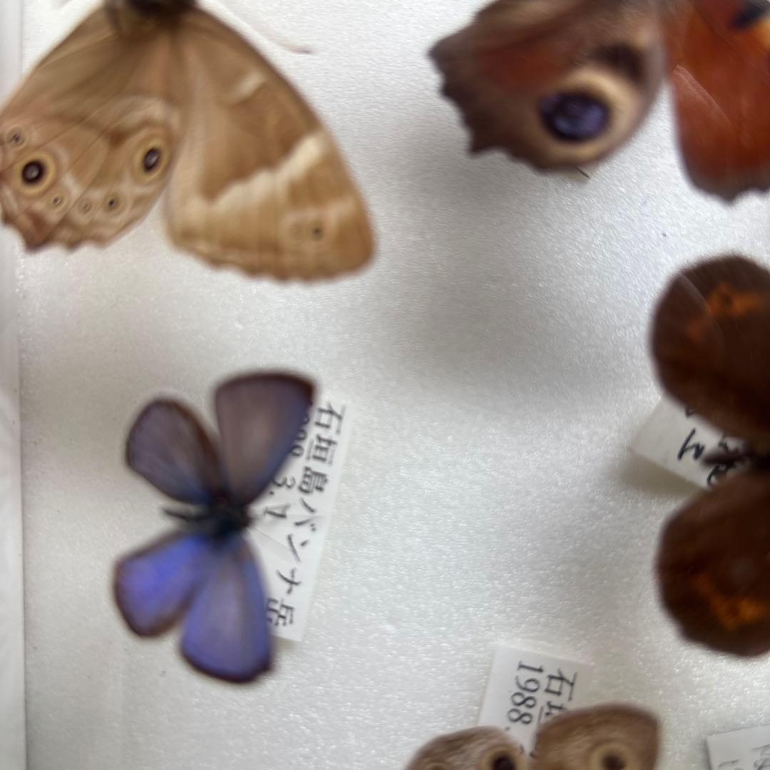 蝶の標本 木製フレーム41✖️51cm