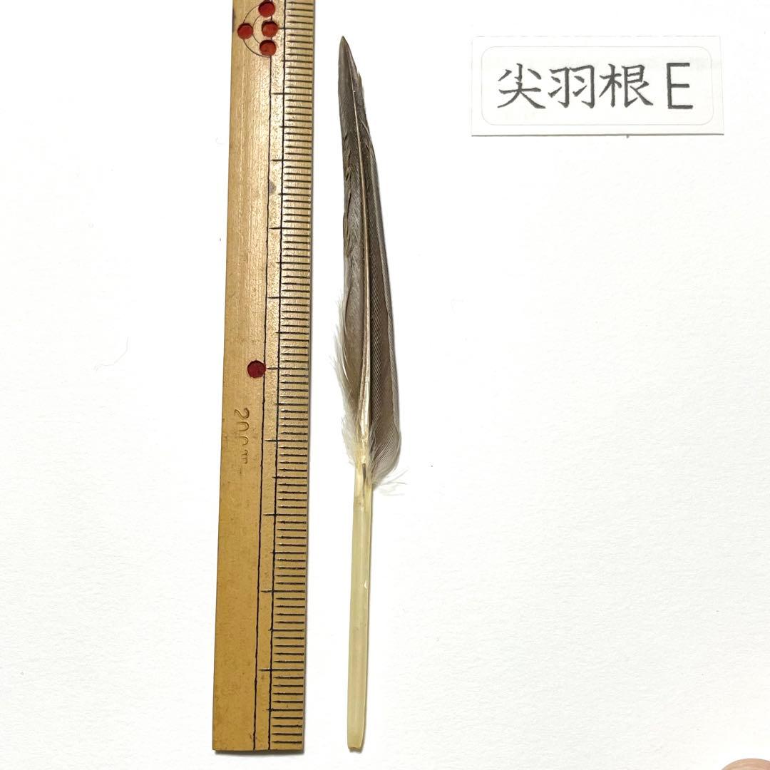 盆石道具 尖羽根 (E)