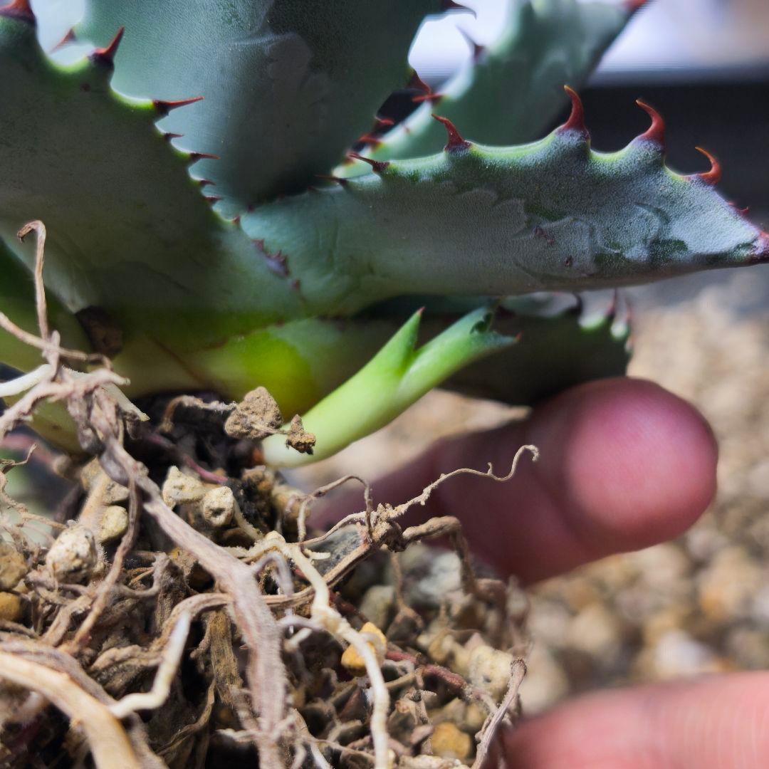 ク*ー様 ハイブリッドアガベ 楊貴妃×屈原の舞扇 直子3株セット