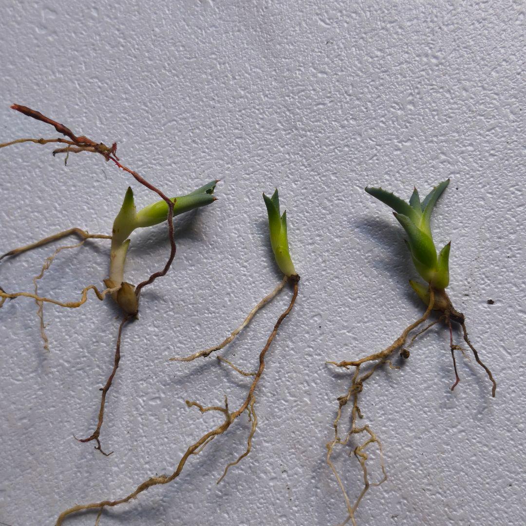 ク*ー様 ハイブリッドアガベ 楊貴妃×屈原の舞扇 直子3株セット