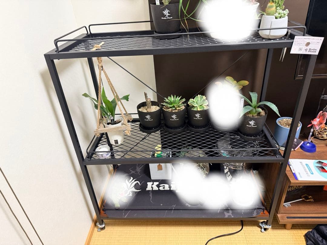 怪獣プランツ　怪獣プラント　アガベ 植物　棚　ラック