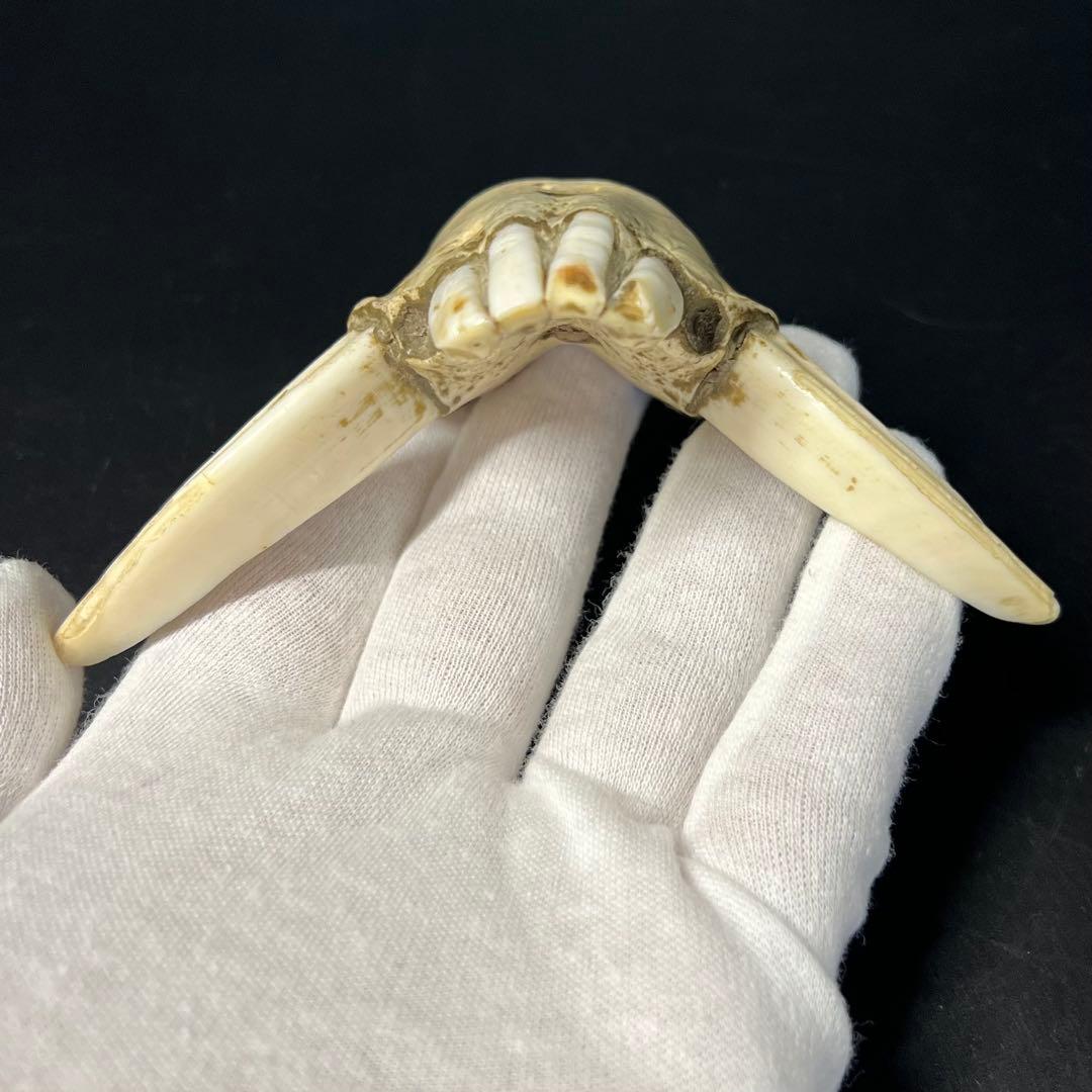 ◎古道具 庵々◎江戸-明治期 獣牙根付■提げ物山伏猟師魔除け呪物■猪牙狼牙熊牙
