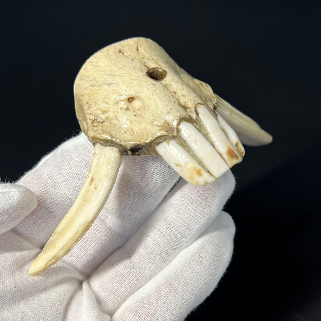 ◎古道具 庵々◎江戸-明治期 獣牙根付■提げ物山伏猟師魔除け呪物■猪牙狼牙熊牙