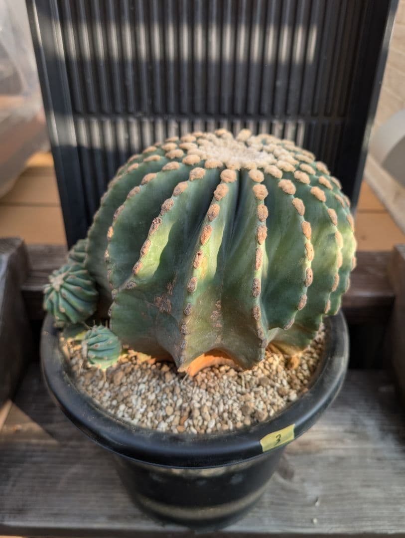 【Omc Labo】極上3　フェロカクタス刺無王冠竜　希少 サボテン　古木