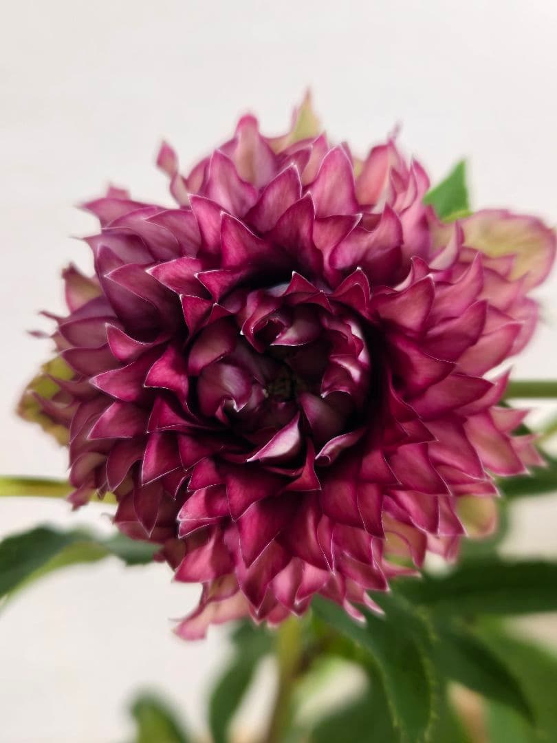 ☆クリスマスローズ☆多弁　変わり咲き☆5号鉢☆