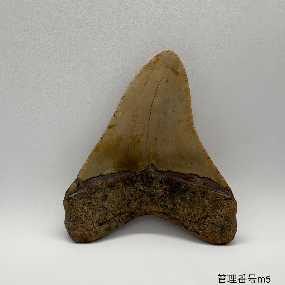 本物　メガロドンの歯　化石　サメ　9.5cm アメリカ合衆国