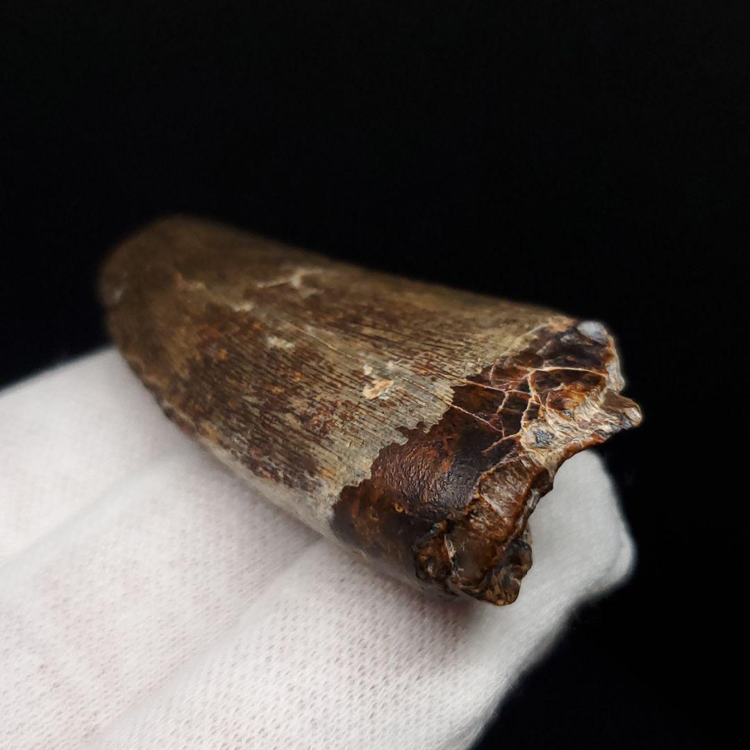 アフロベナトル 歯 化石 本物 二ジェール産 53.98mm fr142