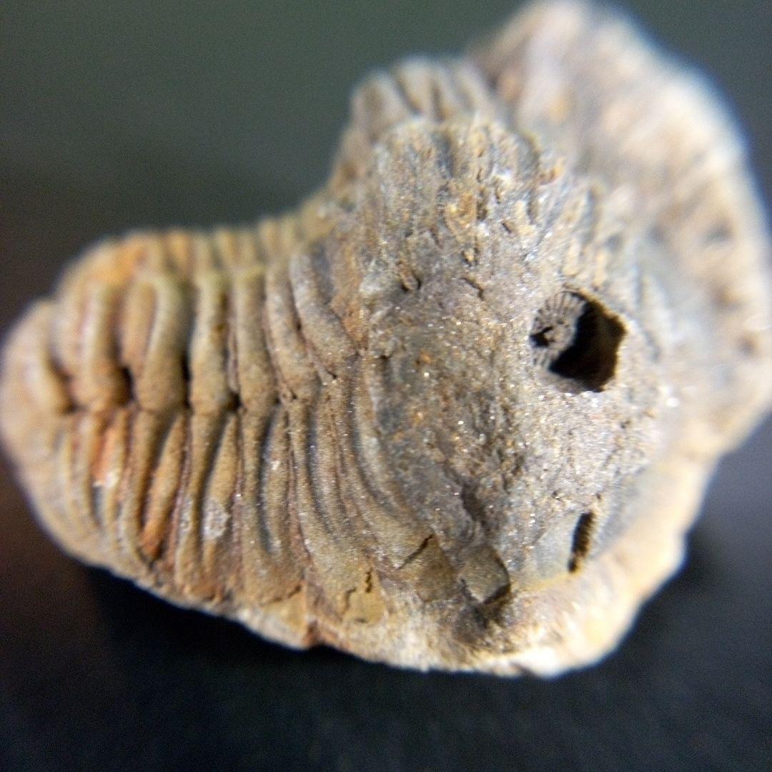 三葉虫　化石　fossil　ボリビア産　trilobite　海生動物個体⑩