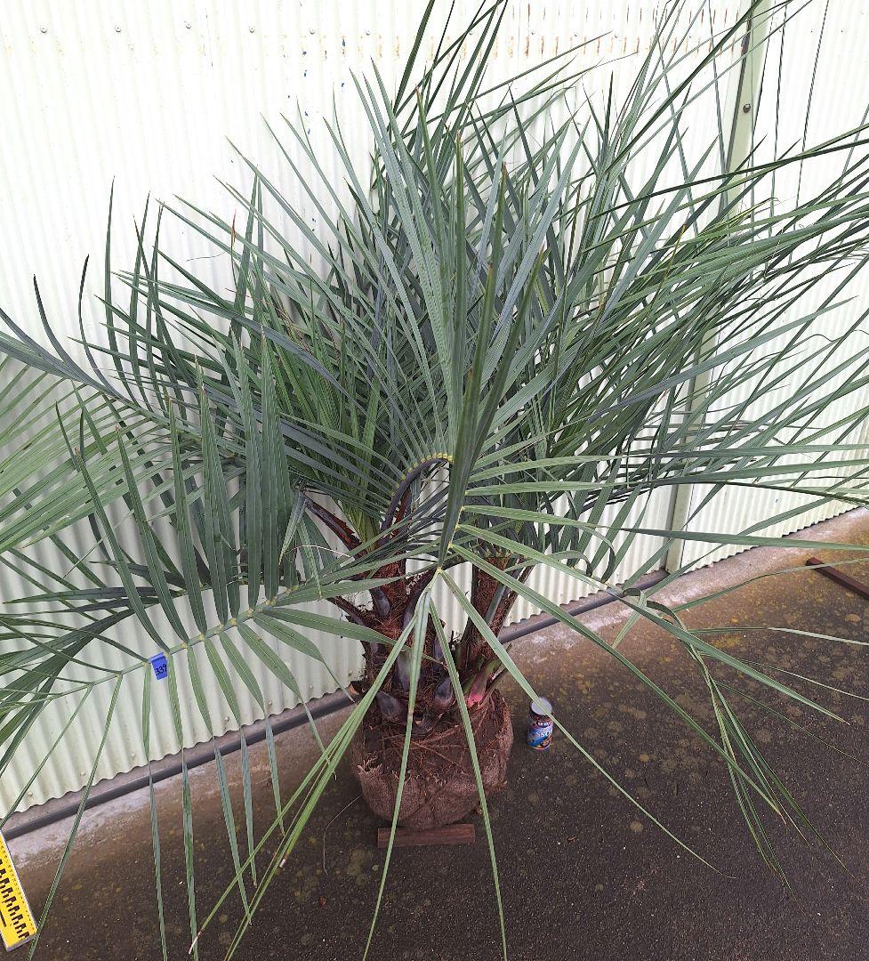 ココスヤシ　(339)　シルバーリーフ2株立ち