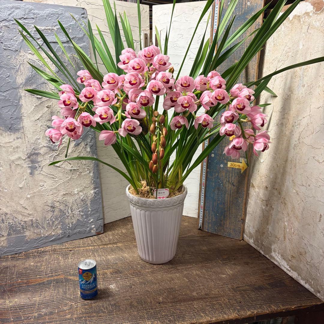 s*a様 【特選】　シンビジューム　苺の雫　アーチ 7寸6本立ち