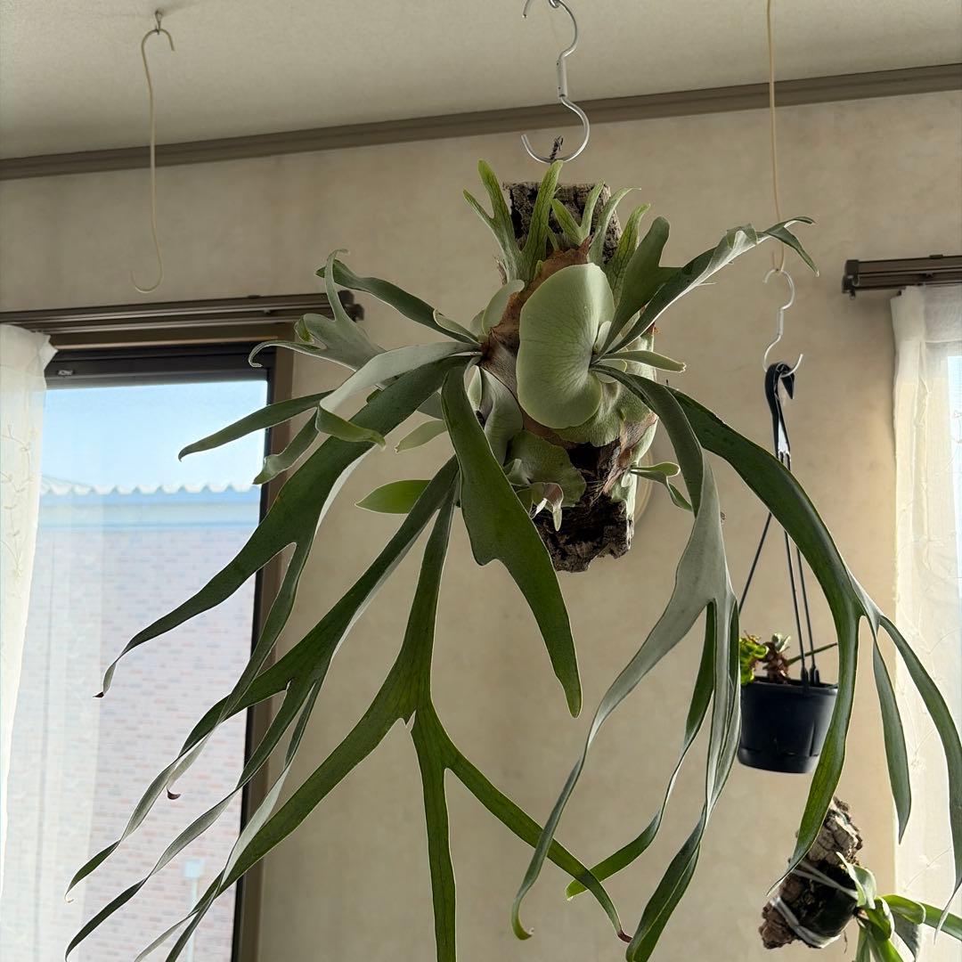 吊り下げ式 ビカクシダ ベイチー　親株