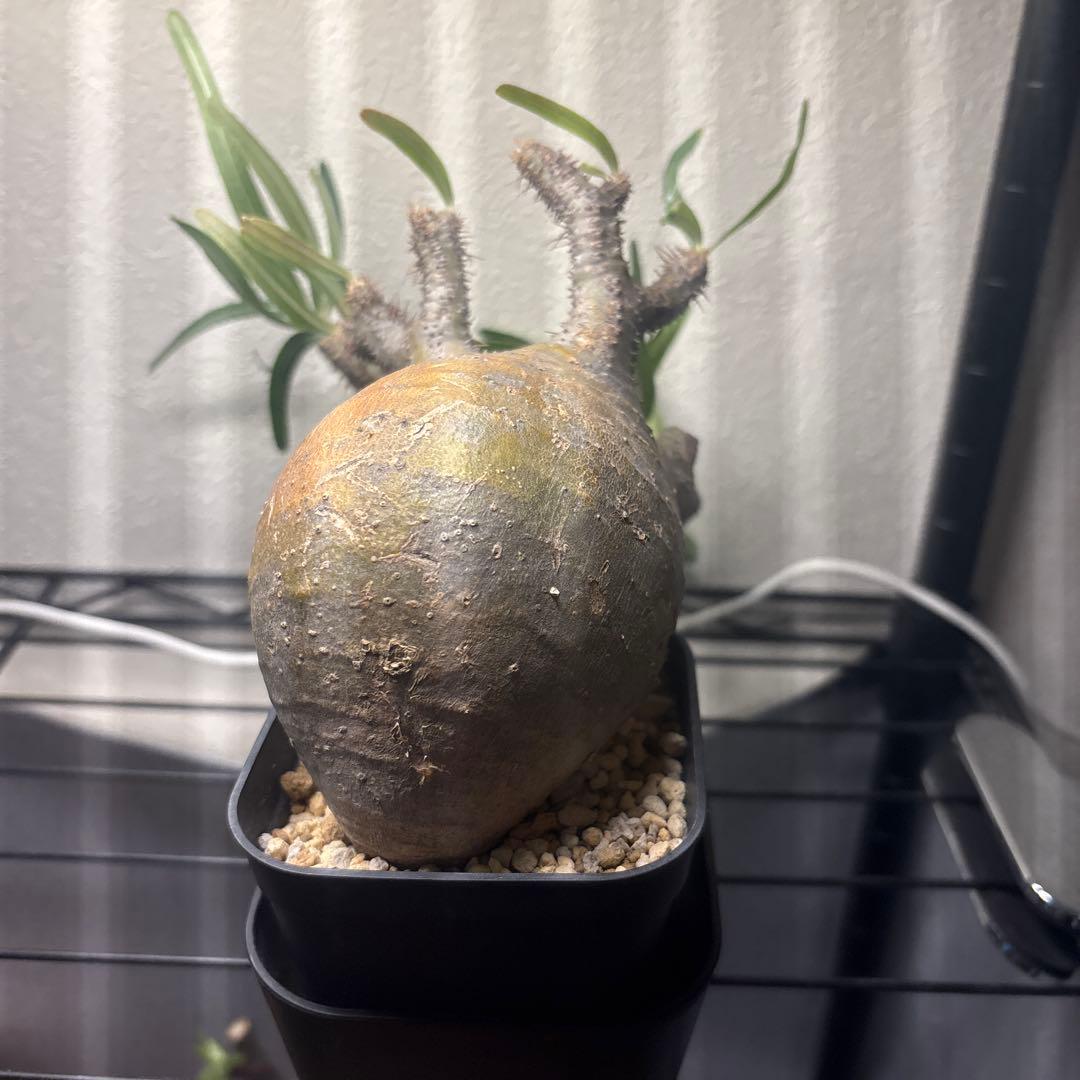 パキポディウム・グラキリス