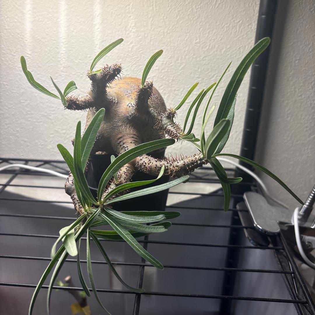 パキポディウム・グラキリス