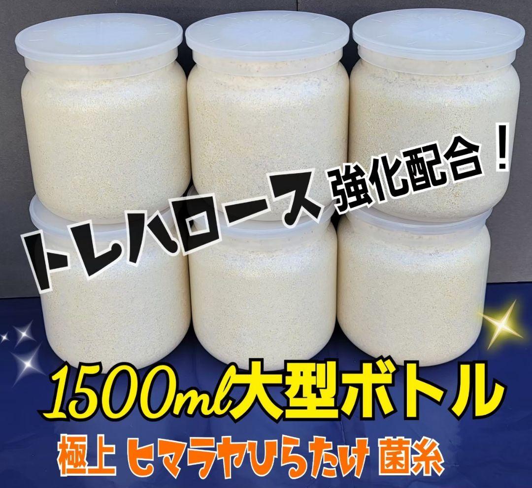 極上！ヒマラヤひらたけ菌糸瓶1500ml【6本】トレハロース、キトサン強化配合！