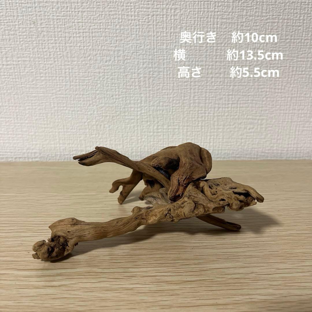 一点もの マングローブ９点まとめ売り✨レイアウト アクアリウム イモリウム 流木