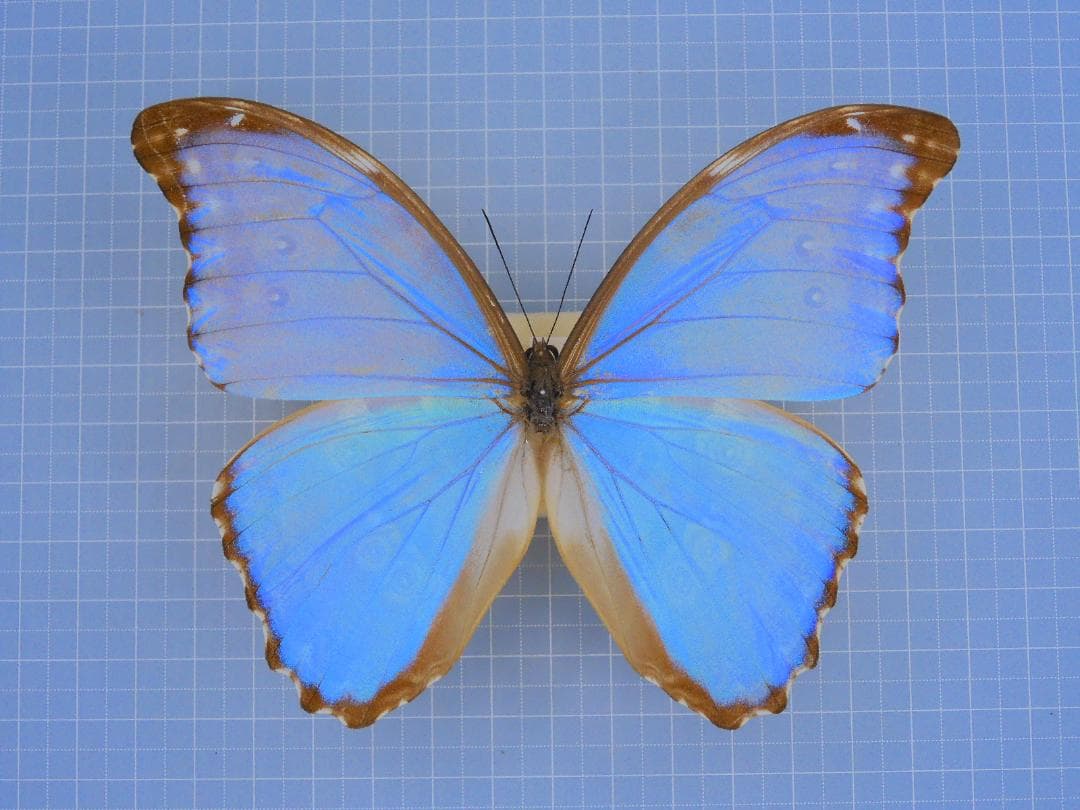 標本 Borivia Morpho godarti godarti 126mm