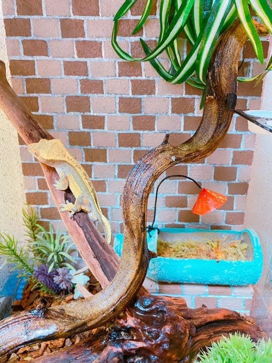 爬虫類シェルター バックボード レイアウト用品作成