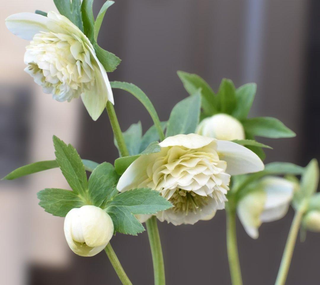 認定　ホワイトアフロディーテ　クリスマスローズ開花株