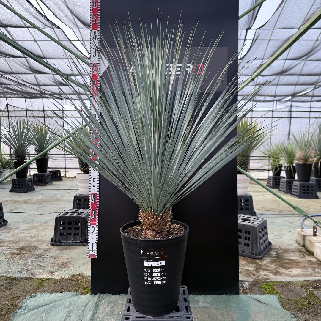 【AL1149】ユッカ　ロストラータ　ランチョブルー　数量限定