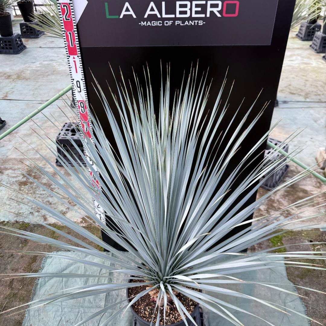 【AL1149】ユッカ　ロストラータ　ランチョブルー　数量限定