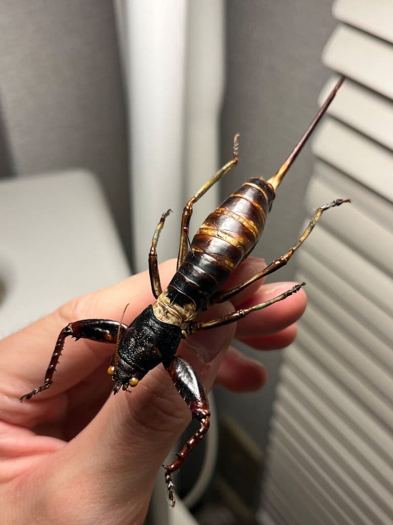 【97mm♀】マッチョキリギリス コロギス リオック 　標本