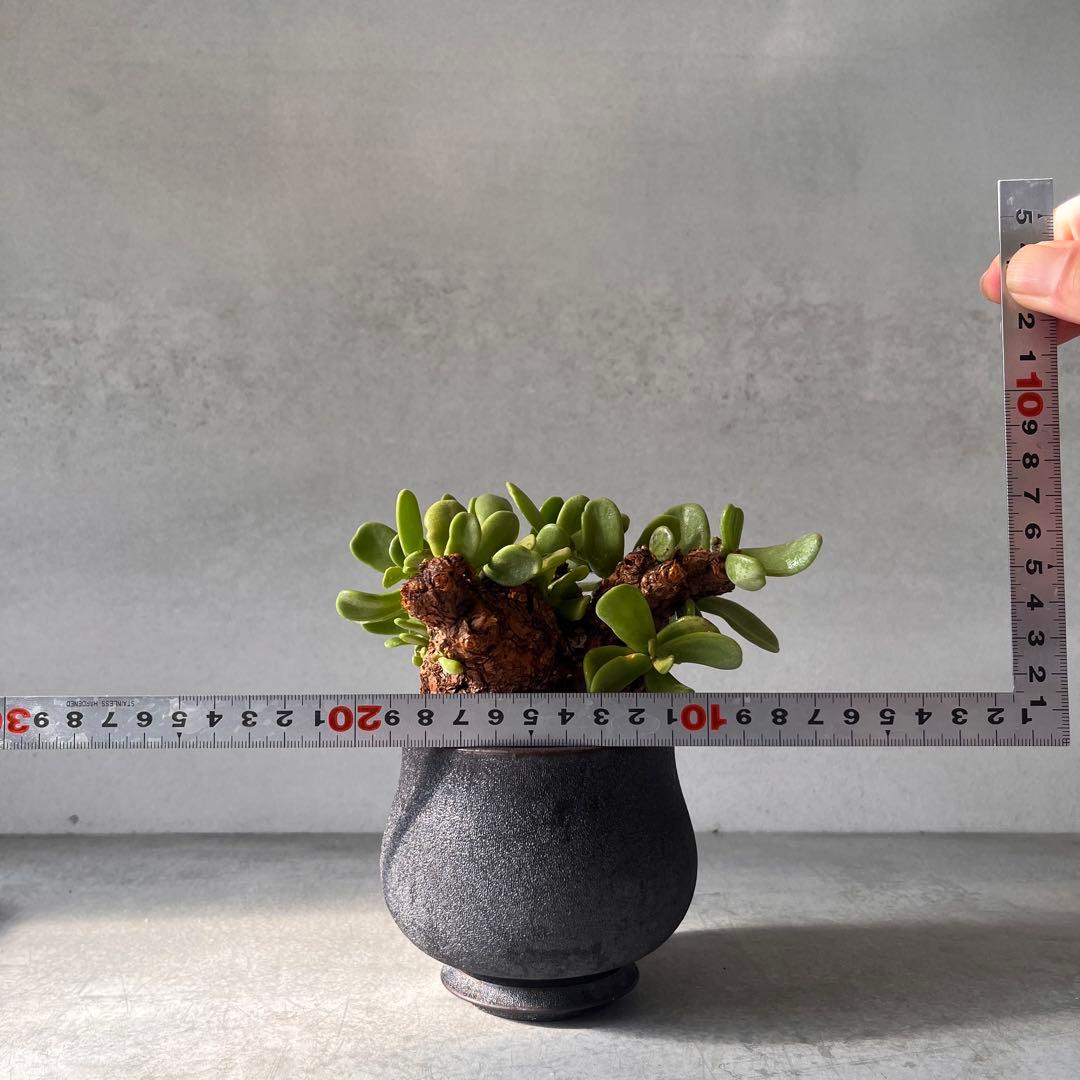 k*3様 ケラリアピグマエア　現地球　発根済み　塊根植物　陶器鉢セット