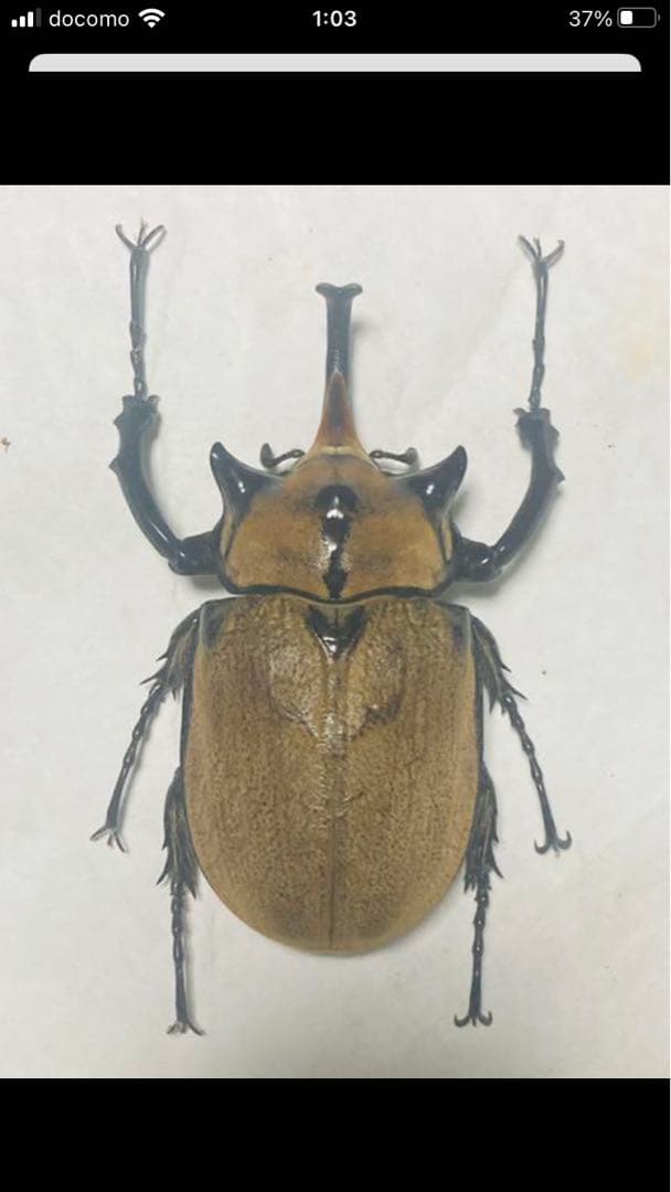 美品　ノゲイラゾウカブト♂標本