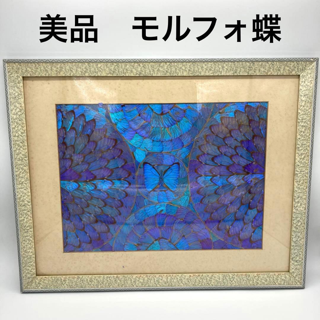 【レア】　モルフォ蝶　アート　標本　芸術　コレクション　美術　絵　昆虫　13上