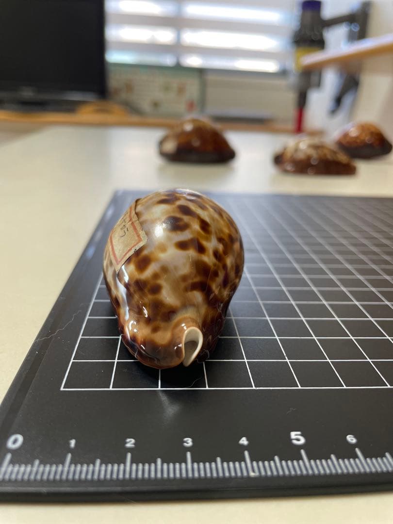 クロガネダカラ　貝殻　標本