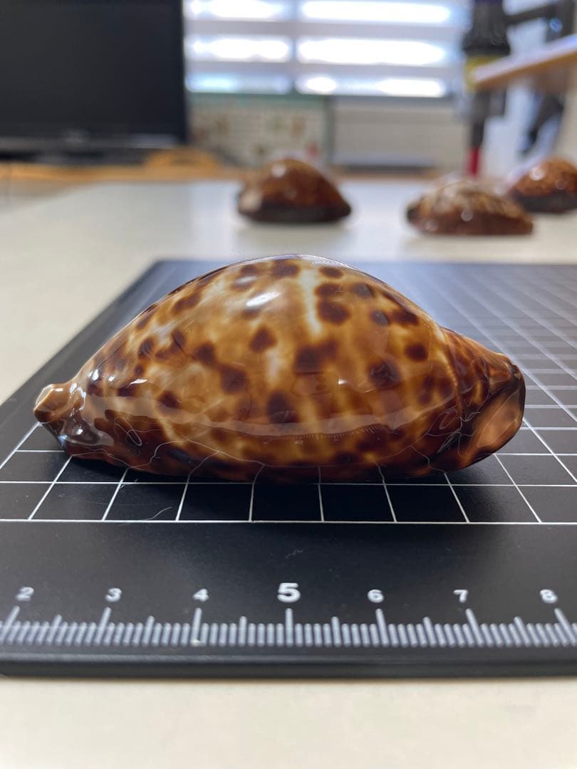 クロガネダカラ　貝殻　標本