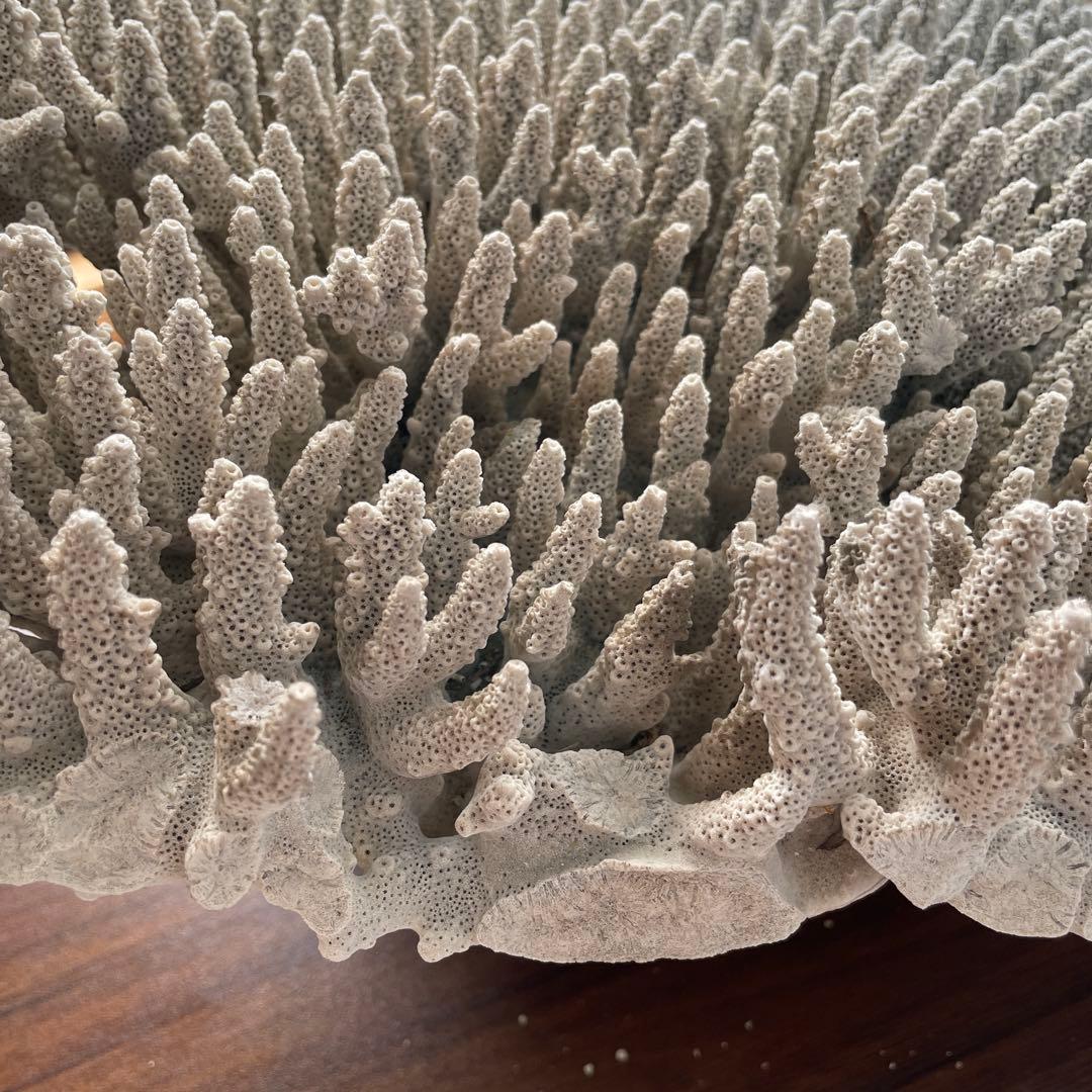 珊瑚 天然 大型 約50×35cm 約8kg インテリア オブジェ