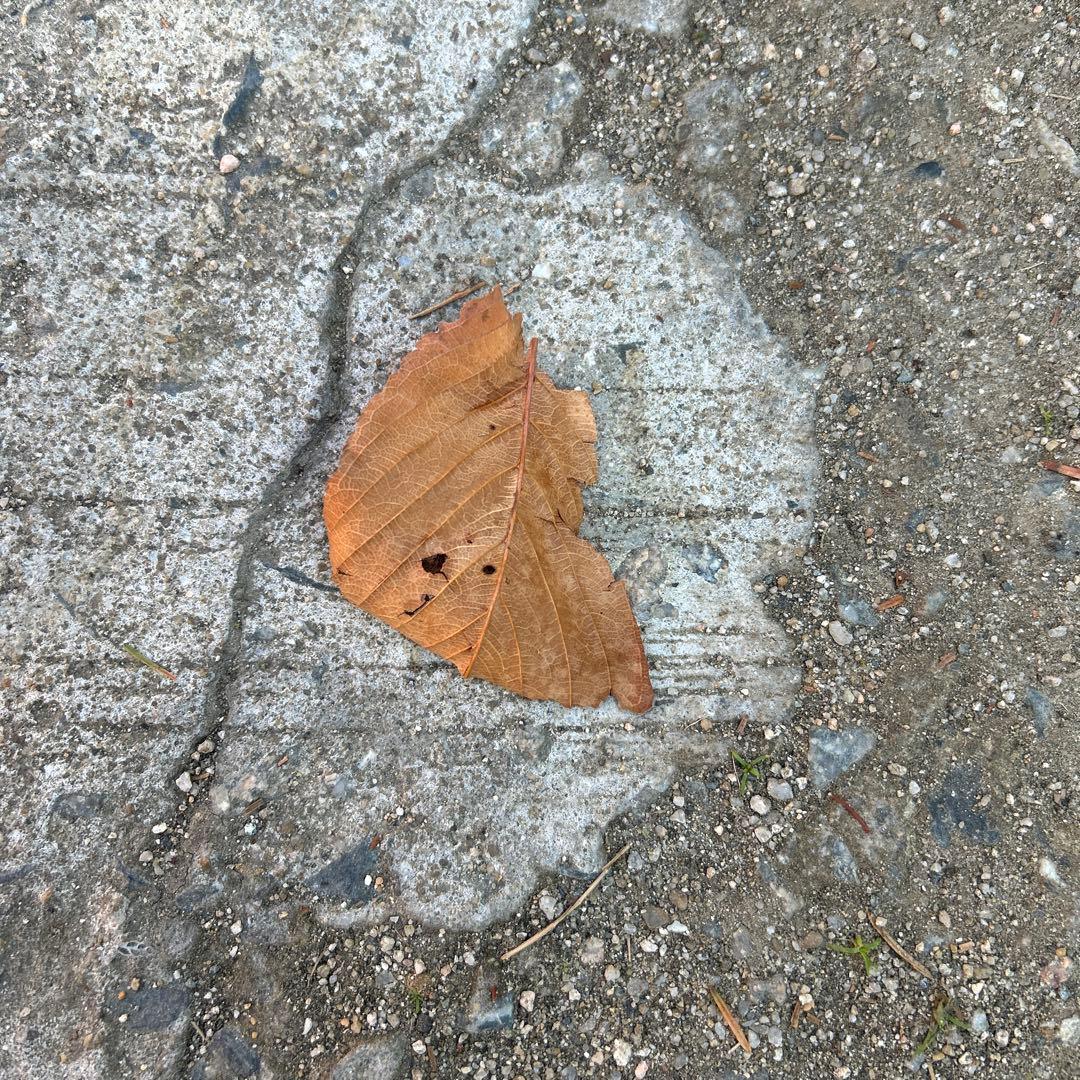そこら辺の落ち葉
