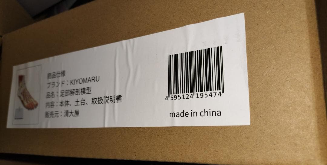 足部解剖模型 軟部組織付き 人体模型 足関節 10パーツ 等身大 足骨模型