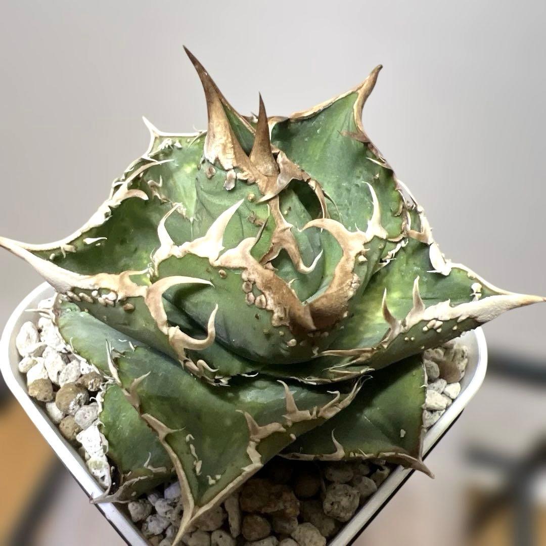 アガベ 鉢植発送 ブツブツ系 ノーネーム 極上血統 スペシャル個体 超特選株