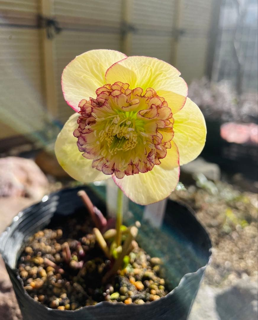 ⭐︎写真更新⭐︎クリスマスローズ苗　モーリー　加藤農園