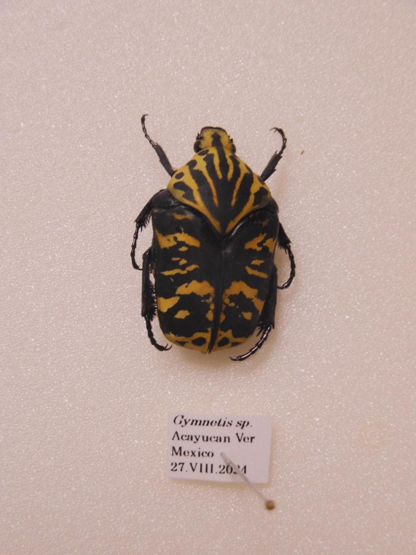 ☆メキシコ産　オオホウシャアヤヒシハナムグリ　　23mm