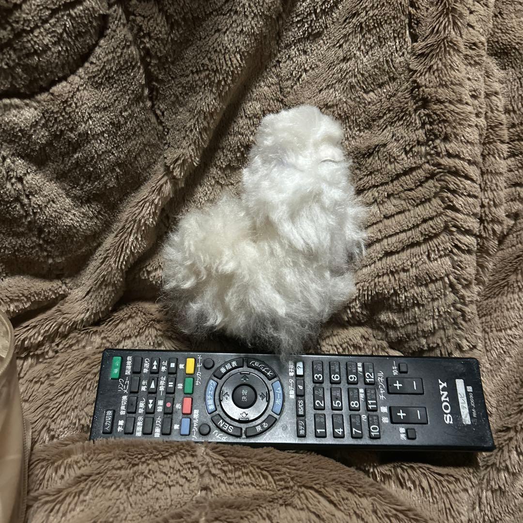 ペルー現地購入　アルパカぬいぐるみ5点セット