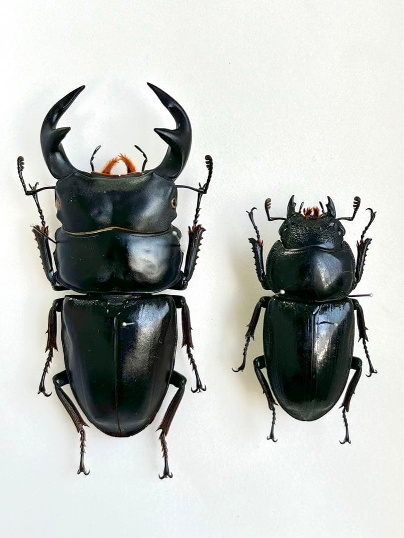グランディスオオクワガタ　84mm ペア　標本