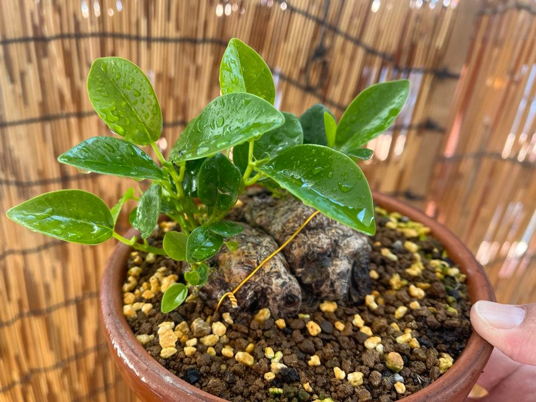 ✨✨✨superガジュマル【ジブリの世界】検/ガジュマル♪良品セール♪