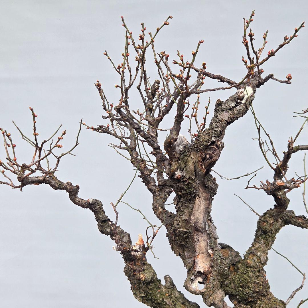 野梅(白一重)　梅[斜幹双幹木]　大品盆栽 タケシになります