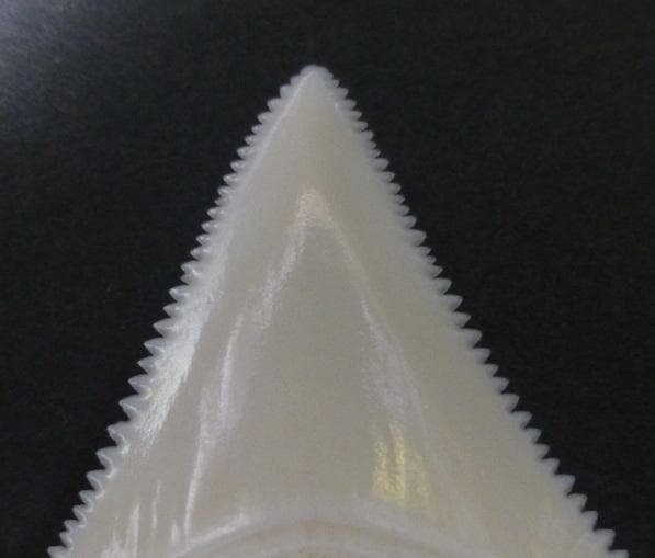 ホホジロザメ（Carcharodon carcharias）の歯 48.1mm