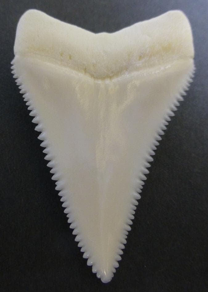 ホホジロザメ（Carcharodon carcharias）の歯 48.1mm