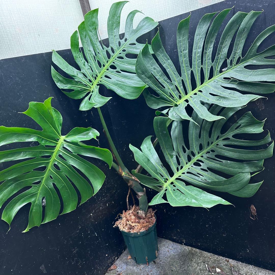 R*u様 モンステラデリシオーサマクロコズム超希少系統鉢植え108㎝レア