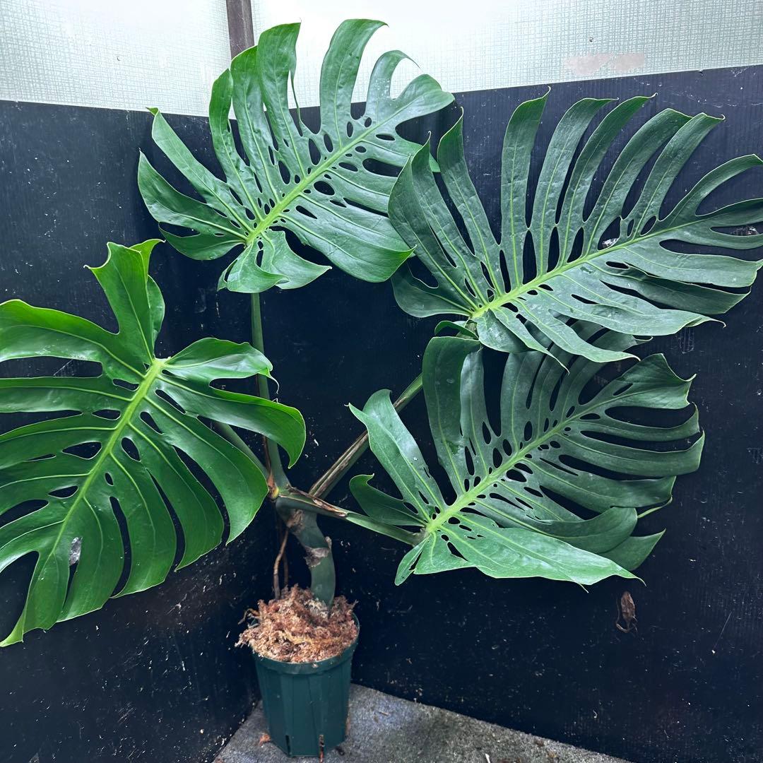 R*u様 モンステラデリシオーサマクロコズム超希少系統鉢植え108㎝レア