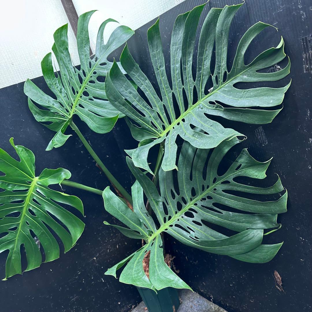 R*u様 モンステラデリシオーサマクロコズム超希少系統鉢植え108㎝レア