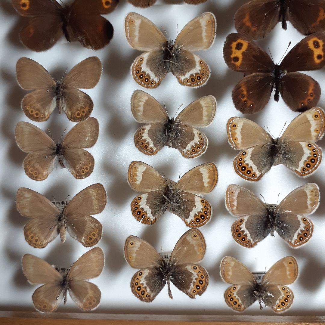 蝶標本ベニヒカゲ、クモマベニヒカゲ、シロオビヒメヒカゲ中型ドイツ標本箱入り