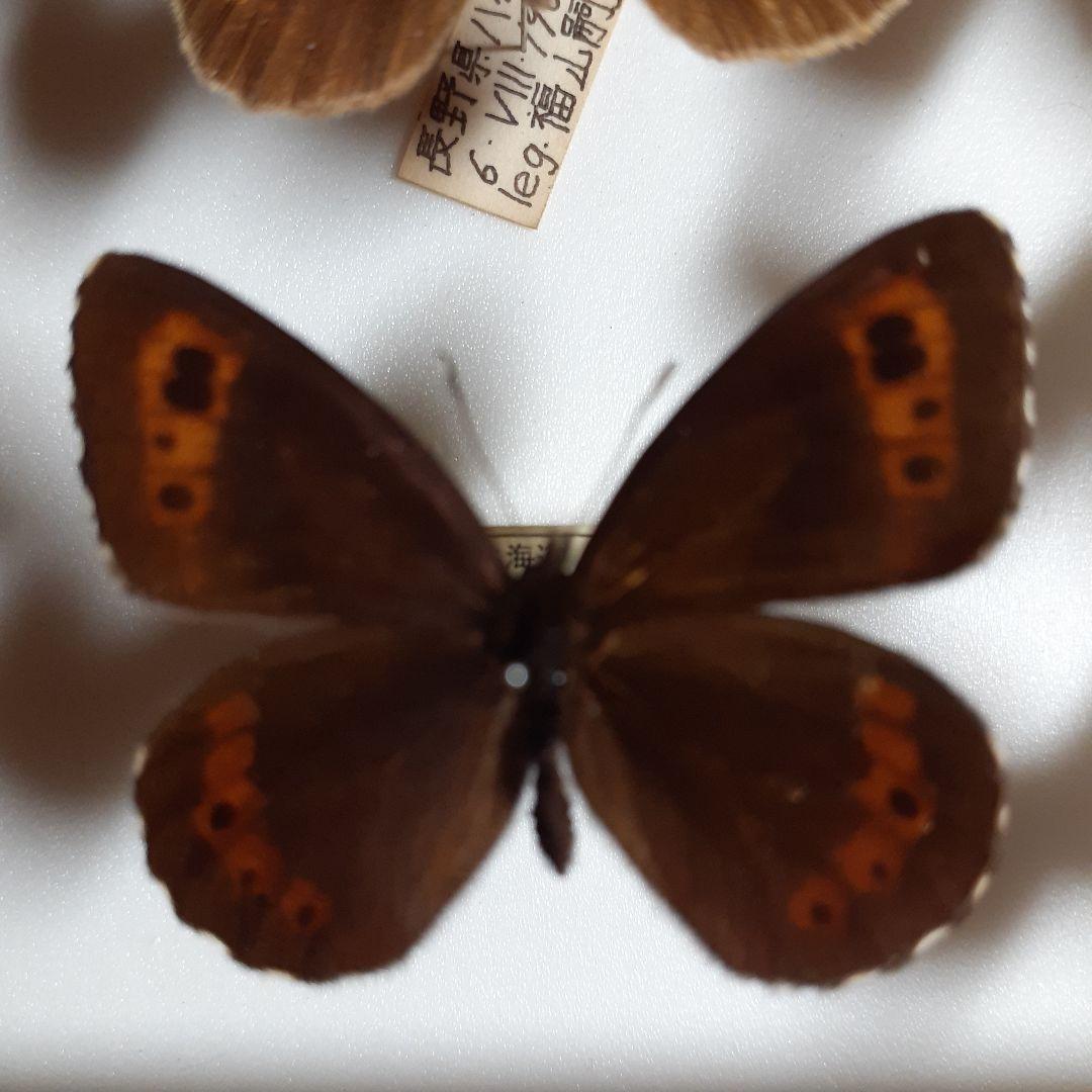 蝶標本ベニヒカゲ、クモマベニヒカゲ、シロオビヒメヒカゲ中型ドイツ標本箱入り